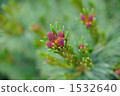 Pinus flower 1532640