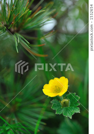 Miyaka Bai and Pinus 1532654