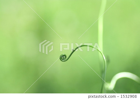 Shrubbing of cranes Shrubbing of cranes 1532908
