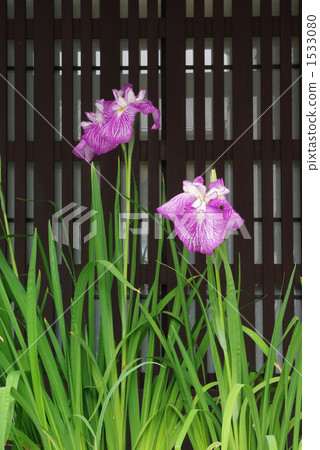The irises blooming in the town house The irises blooming in the town house 1533080