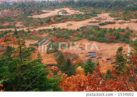 在秋葉Mogara的頭髮葉子下 1534002