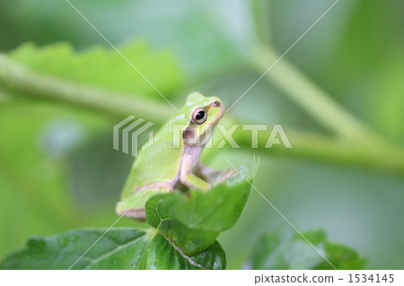 在繡球花的葉子上看到的青蛙 1534145