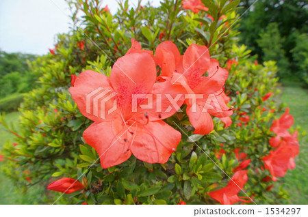 Azalea 1534297