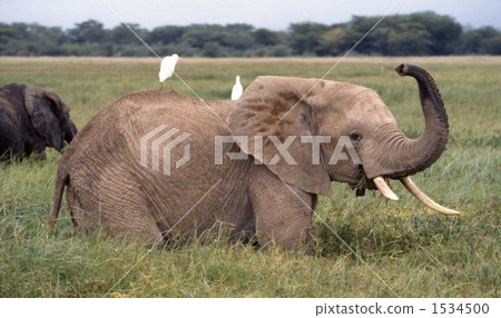 Elephant Elephant 1534500