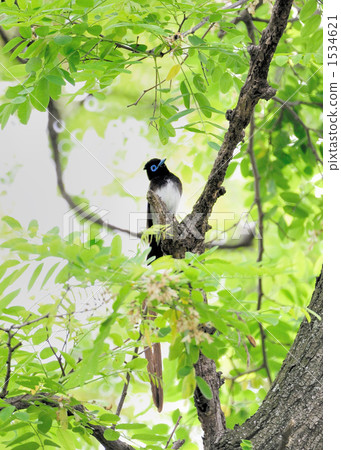 長尾小鸚鵡 1534621