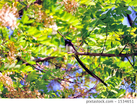 長尾小鸚鵡 1534651