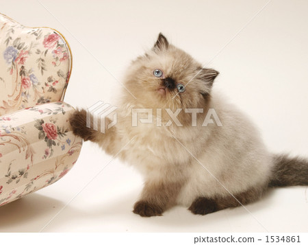 The sofa and the kitten of the Himalayan 1534861