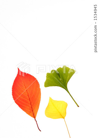 三片葉子 1534945