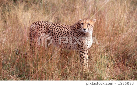  Cheetah 1535053