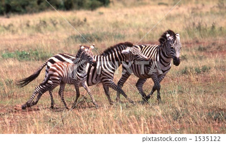 zebra  1535122