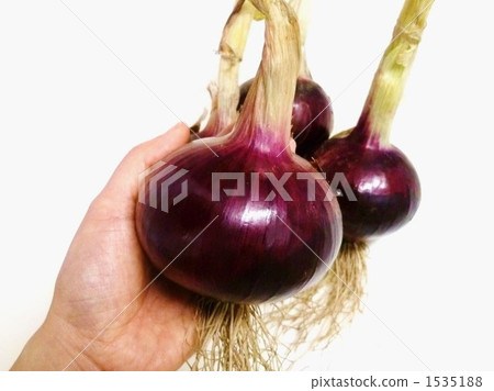 Red onion with root Red onion with root 1535188