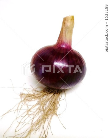 紅洋蔥根 紅洋蔥根 1535189