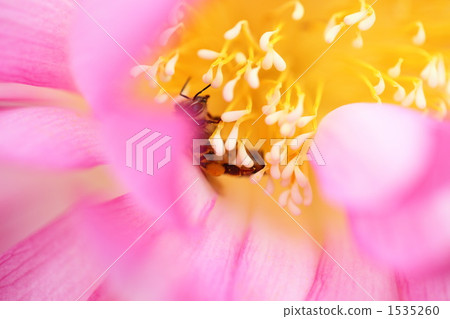 Lotus Lotus 1535260