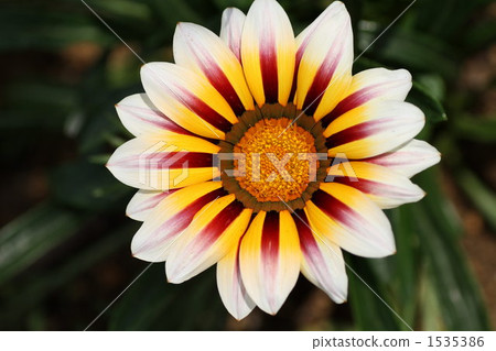 雜色菊屬植物 勳章菊 菊花 1535386