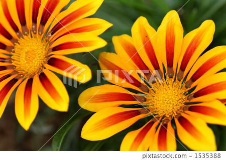 雜色菊屬植物 勳章菊 菊花 1535388
