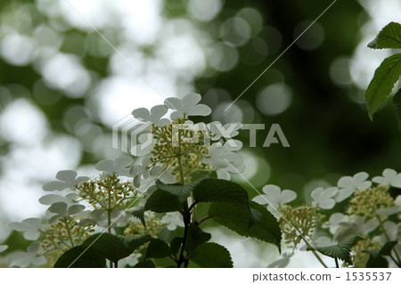 viburnum plicatum, viburnum, japanese honeysuckle 1535537