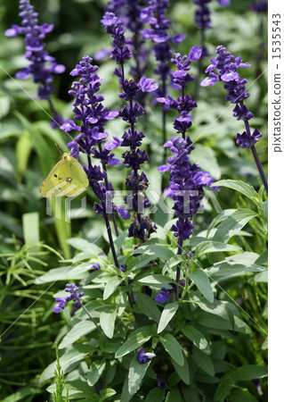 薰衣鼠尾草 香草 草本的 1535543