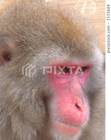 日本獼猴 猴子 猴 1535684