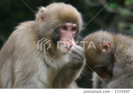 猴子 日本獼猴 猴 1535697