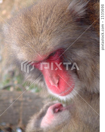 日本獼猴 猴子 猴 1535698