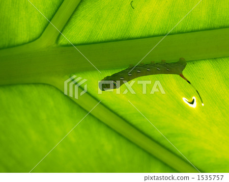 Quadrigo and caterpillar Quadrigo and caterpillar 1535757