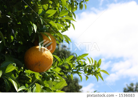 bitter summer orange bitter summer orange 1536083