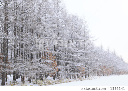 Snowy trees Snowy trees 1536141
