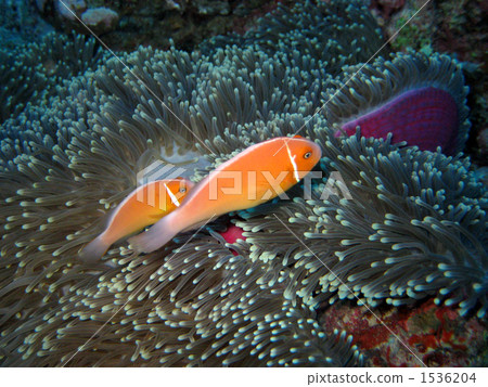 Hanabira銀蓮花魚 Hanabira銀蓮花魚 1536204
