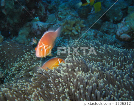 Hanabira銀蓮花魚 Hanabira銀蓮花魚 1536212