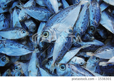 dried fish, fish, fishes 1536301