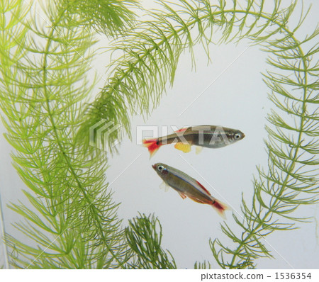 金魚藻 浣熊尾巴 觀賞魚類 1536354