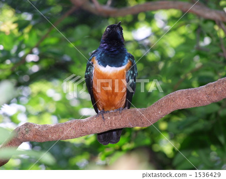 Shikino Watemlimuk 1536429