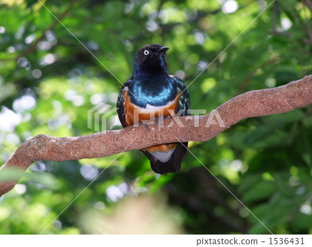 Shikino Watemlimuk 1536431