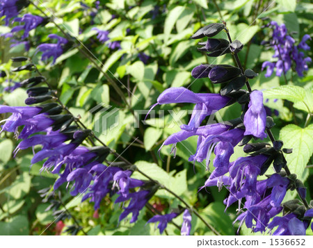Salvia Galanica 1536652