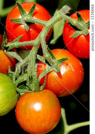 Mini tomato _ reverse side 1536666