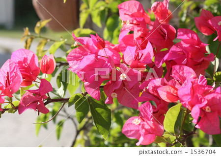 雞蛋花 深 日光 1536704