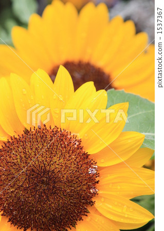 A sunflower after the rain 1537367