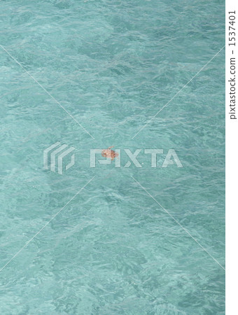烏龜 海龜 紅海龜 1537401