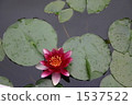 water surface, lotus, red 1537522