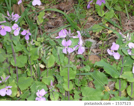 Flower radish 1537523