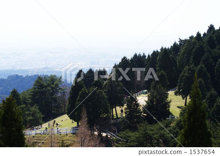 六甲山牧場 樹木 神戶 1537654