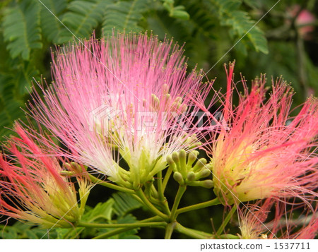 The leguminous tree Nemnoki makes a delicate flower of pink. 1537711