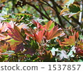 leaf  1537857