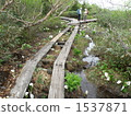 Trail  1537871