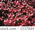 Urashima Azalea 1537889