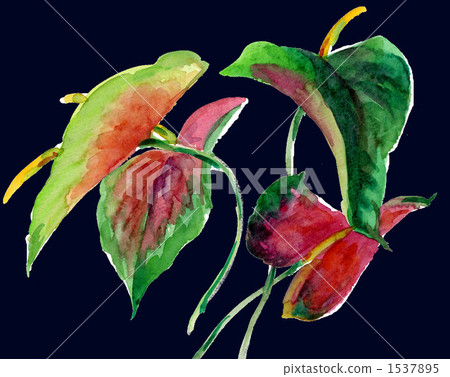Anthurium 107.pix 1537895