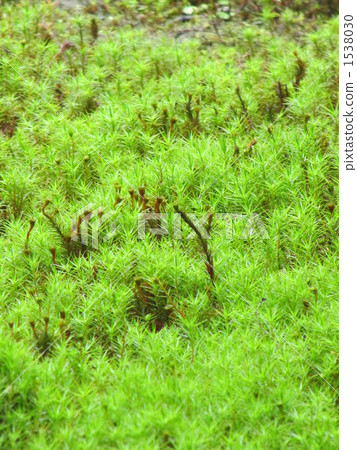 Shrine garden moss Shrine garden moss 1538030