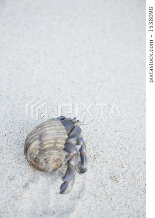 marine life, coenobita, hermit crabs 1538098