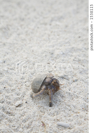 海洋生物 陸寄居蟹 寄生蟹 1538115