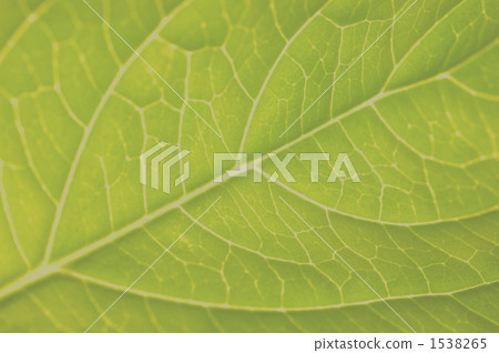 leaf vein, veins of leaf, macro 1538265